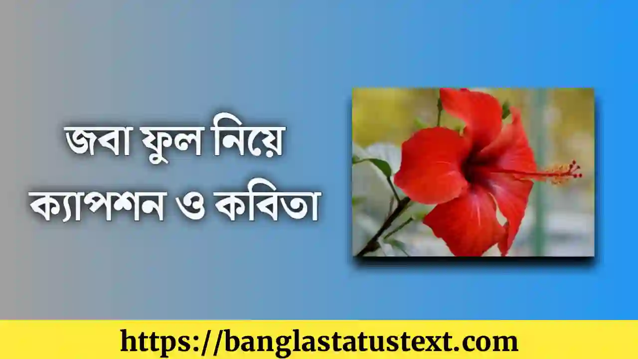 জবা ফুল নিয়ে ক্যাপশন - সেরা ক্যাপশন, উদ্ধৃতি এবং স্ট্যাটাসের একটি সংগ্রহ