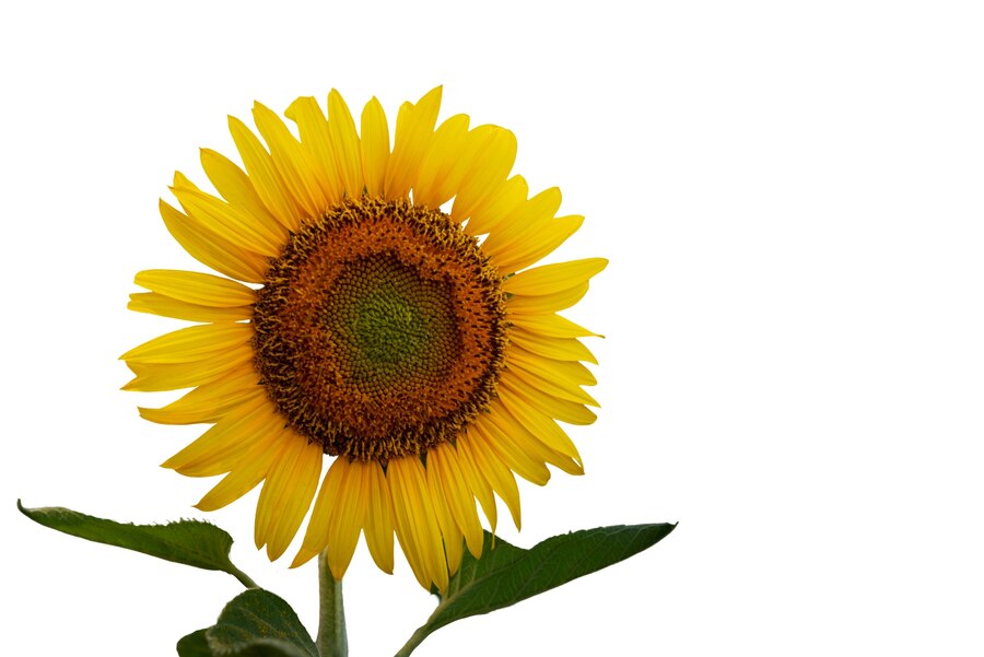 সূর্যমুখী ফুল নিয়ে ক্যাপশন