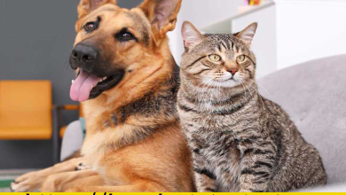 Pet Quotes About Love for Instagram Captions