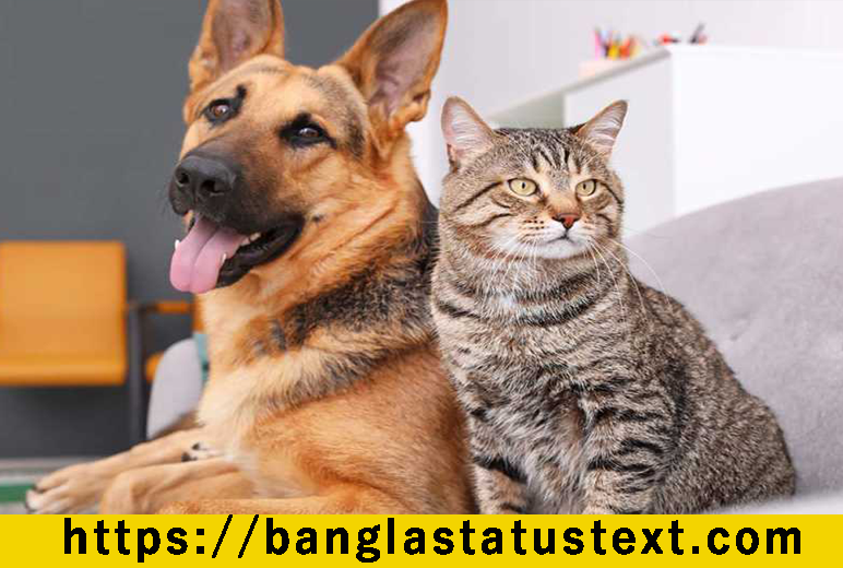 Pet Quotes About Love for Instagram Captions